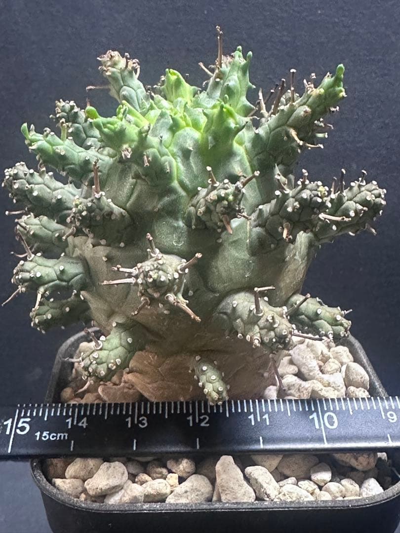 k*u様 621特選 ユーフォルビア デセプタ/Euphorbia decept