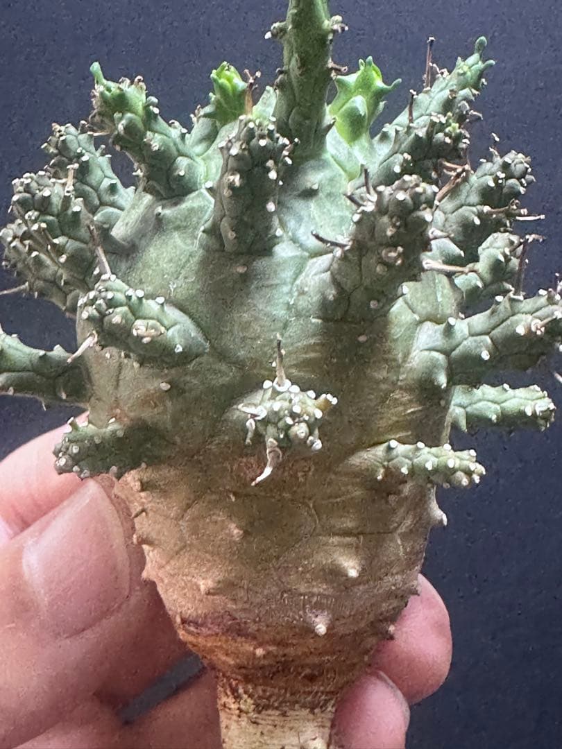 k*u様 621特選 ユーフォルビア デセプタ/Euphorbia decept