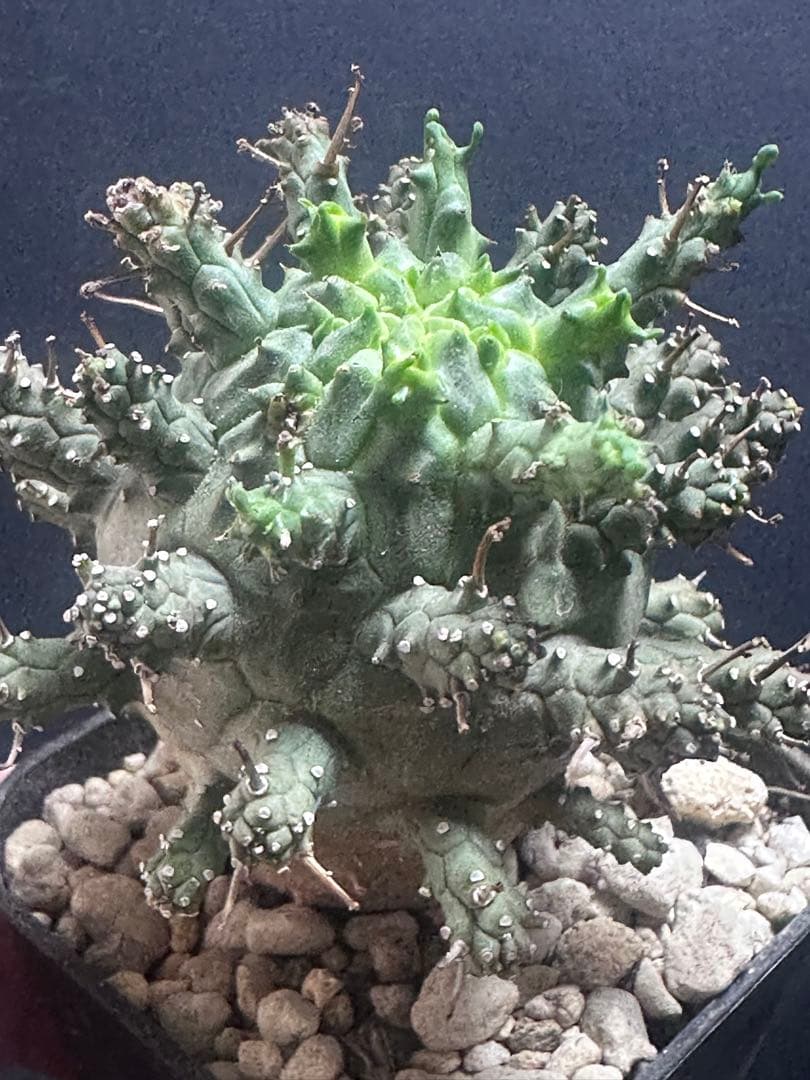 k*u様 621特選 ユーフォルビア デセプタ/Euphorbia decept