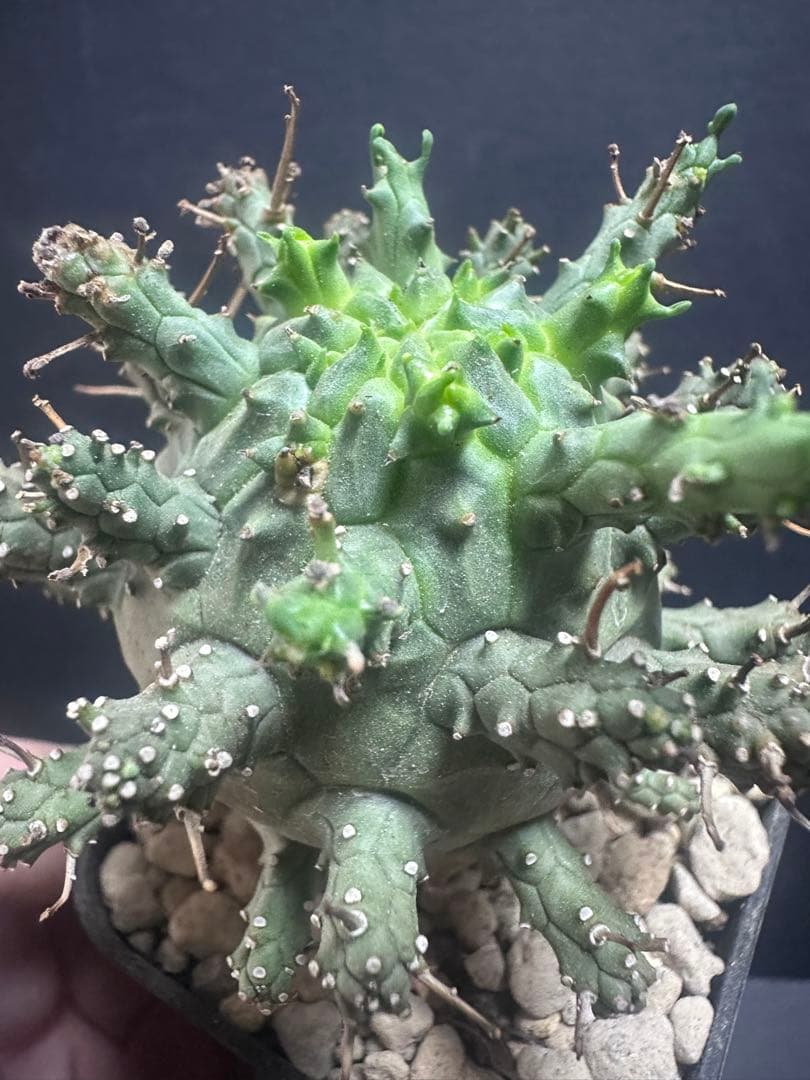 k*u様 621特選 ユーフォルビア デセプタ/Euphorbia decept