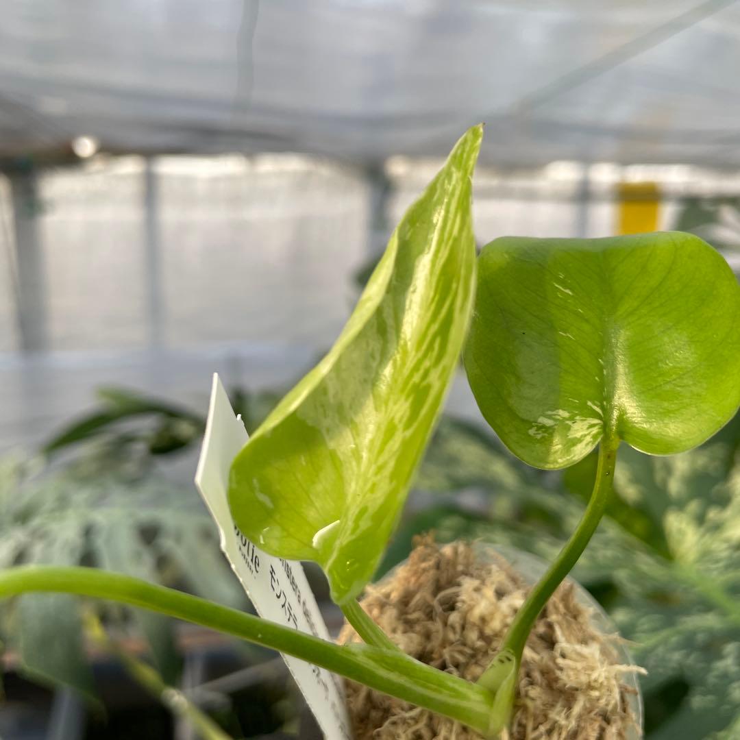 MB20 モンステラ　デリシオーサ　ベトシオーサ　2寸ポリポット　ネコポス発送