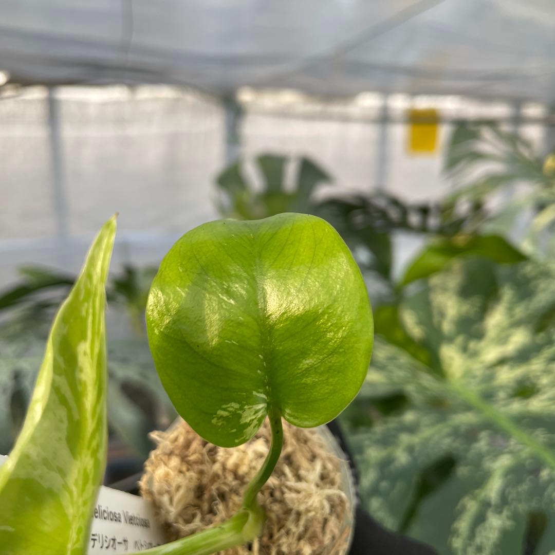 MB20 モンステラ　デリシオーサ　ベトシオーサ　2寸ポリポット　ネコポス発送