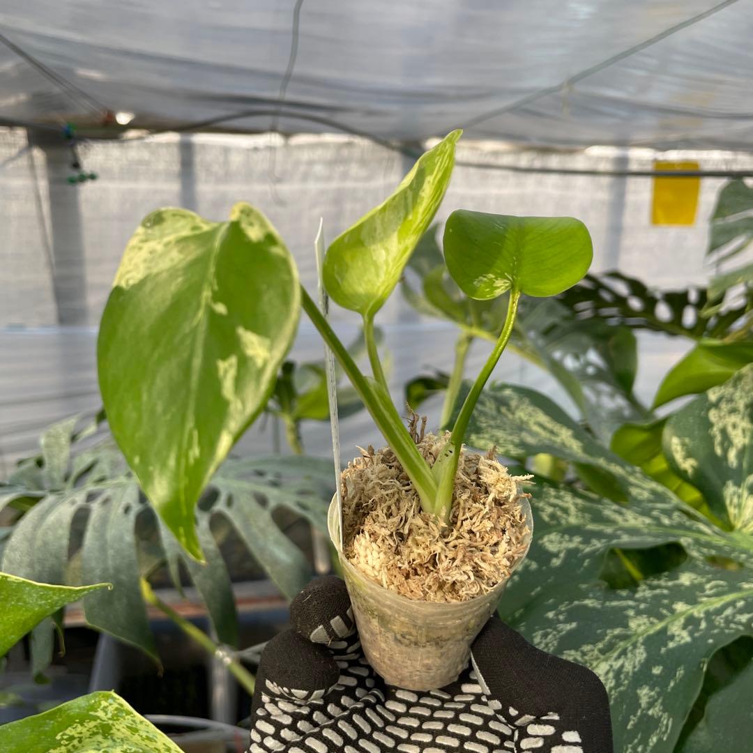 MB20 モンステラ　デリシオーサ　ベトシオーサ　2寸ポリポット　ネコポス発送