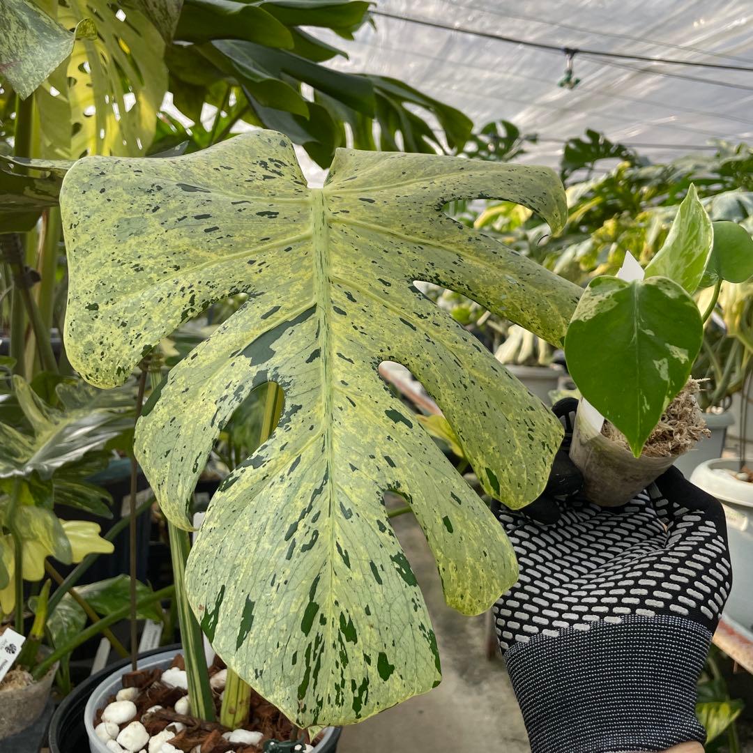 MB20 モンステラ　デリシオーサ　ベトシオーサ　2寸ポリポット　ネコポス発送