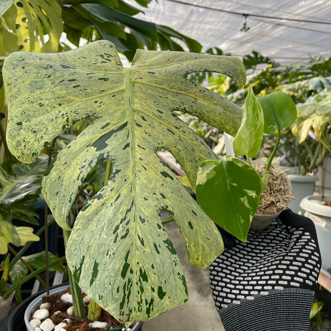 MB20 モンステラ　デリシオーサ　ベトシオーサ　2寸ポリポット　ネコポス発送