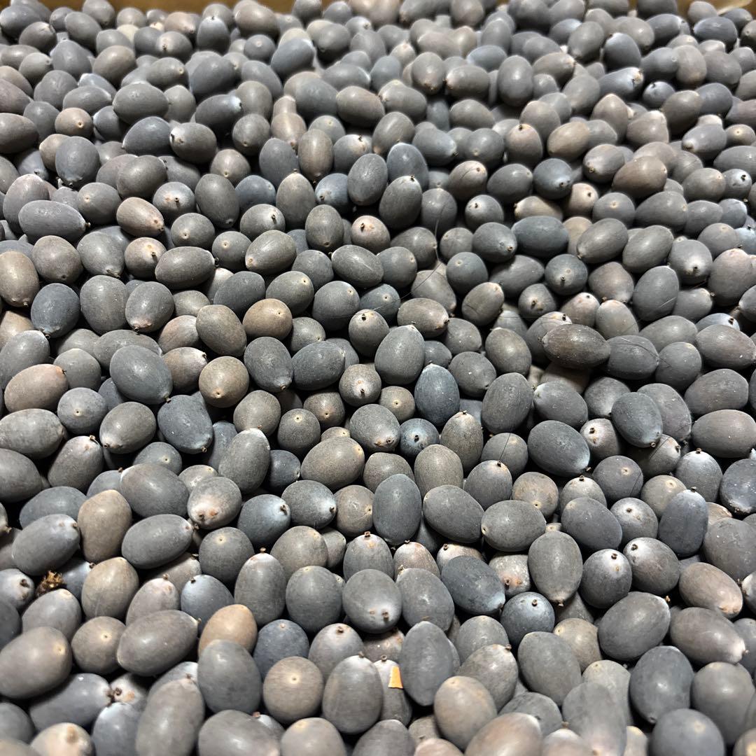 大賀ハスの種 10000粒