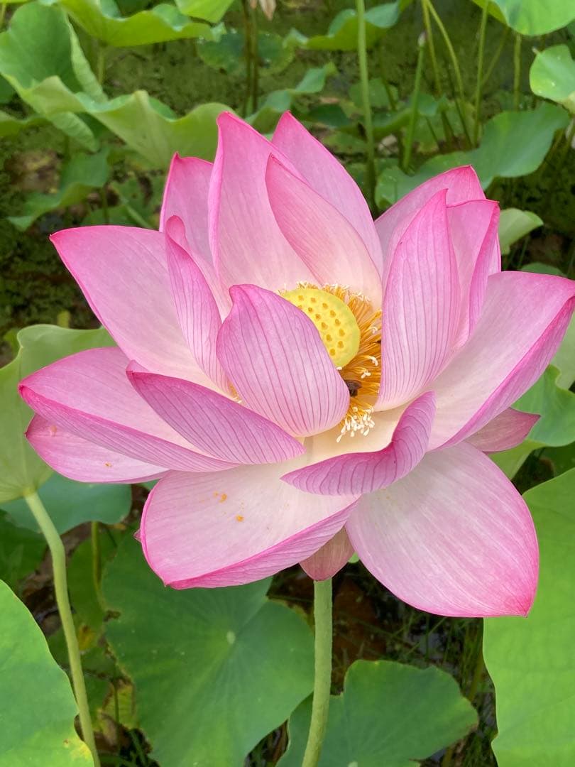 大賀ハスの種 10000粒