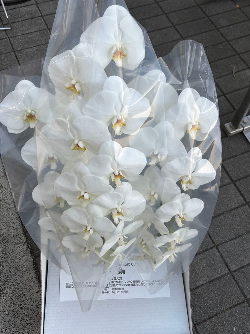 胡蝶蘭　3本立て　7寸約1m(鉢底から上まで) 30輪