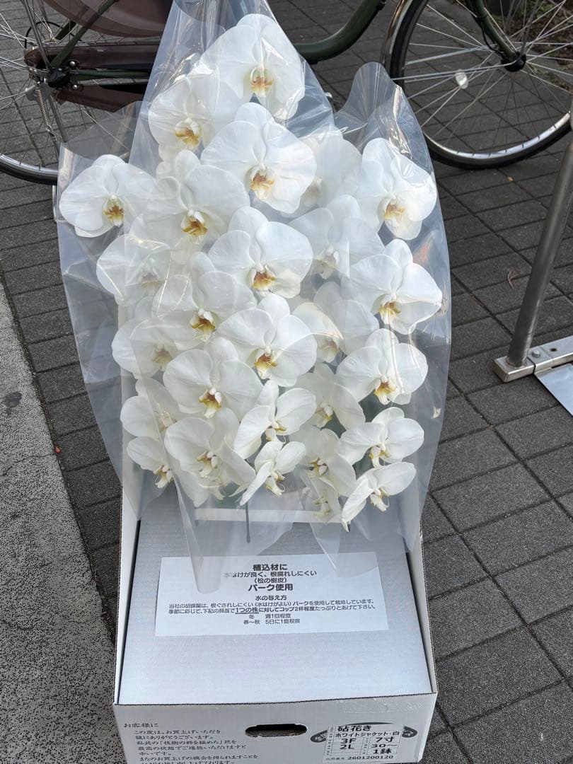 胡蝶蘭　3本立て　7寸約1m(鉢底から上まで) 30輪