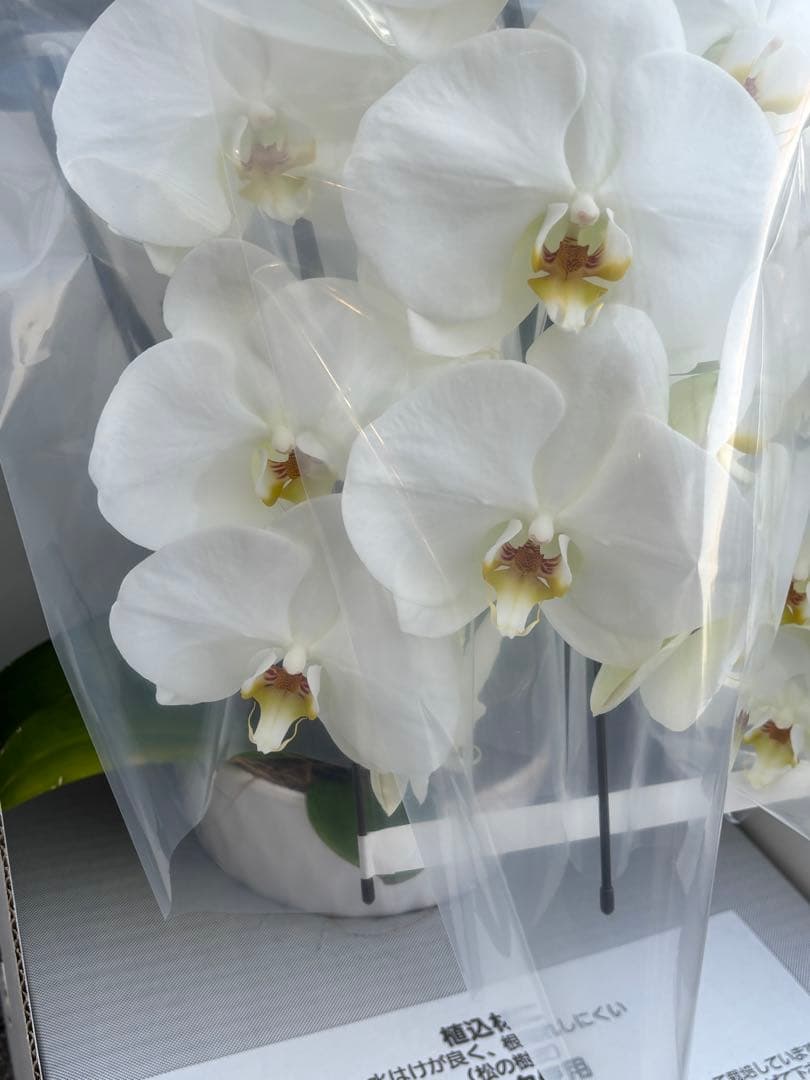 胡蝶蘭　3本立て　7寸約1m(鉢底から上まで) 30輪