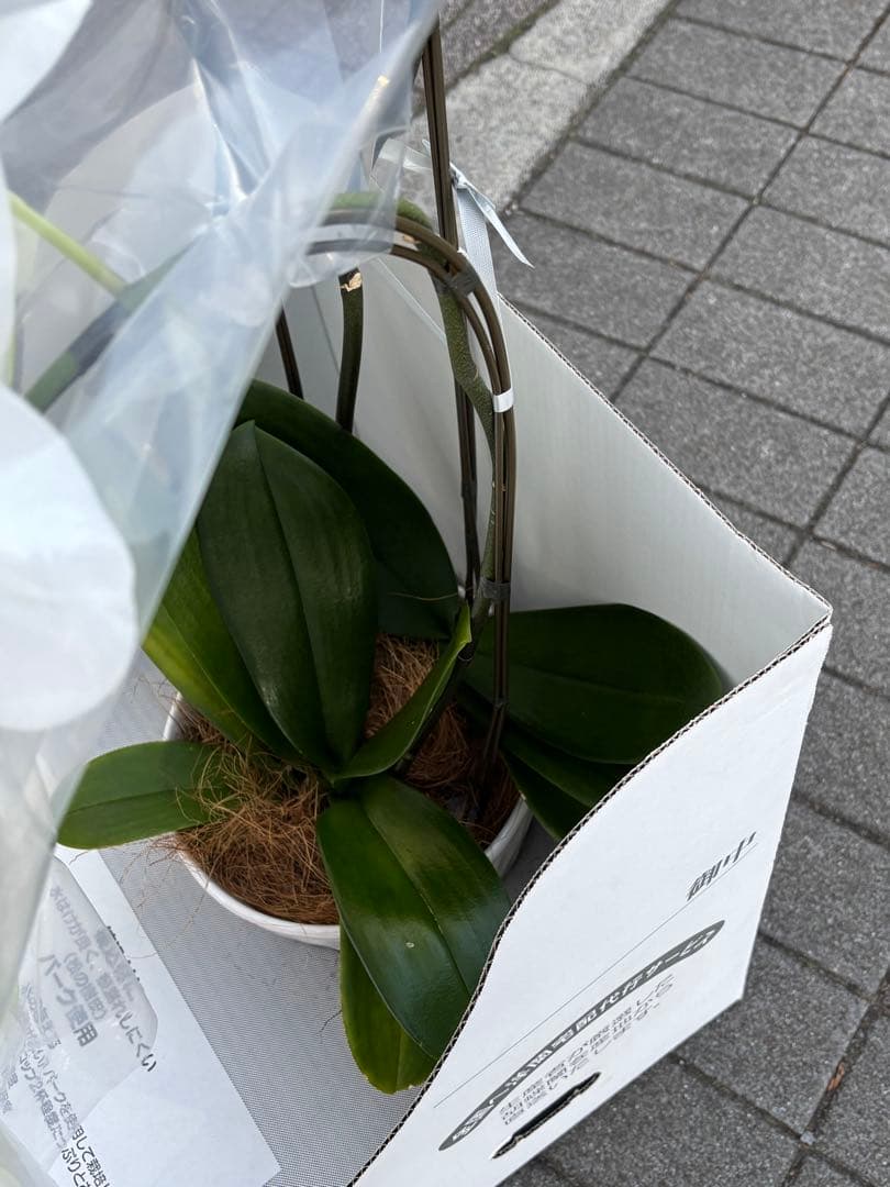 胡蝶蘭　3本立て　7寸約1m(鉢底から上まで) 30輪