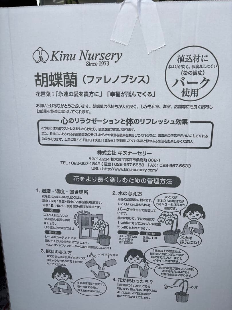 胡蝶蘭　3本立て　7寸約1m(鉢底から上まで) 30輪