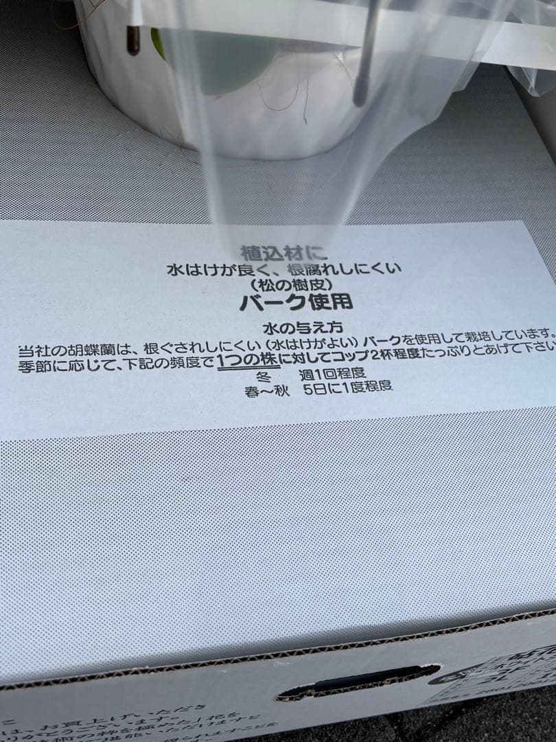 胡蝶蘭　3本立て　7寸約1m(鉢底から上まで) 30輪