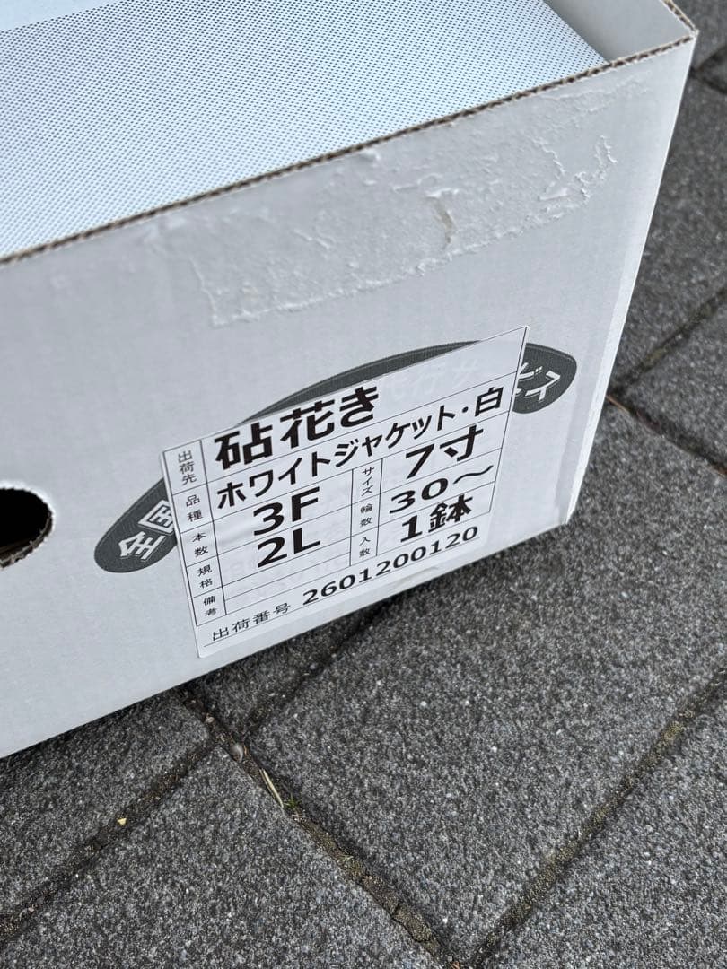 胡蝶蘭　3本立て　7寸約1m(鉢底から上まで) 30輪