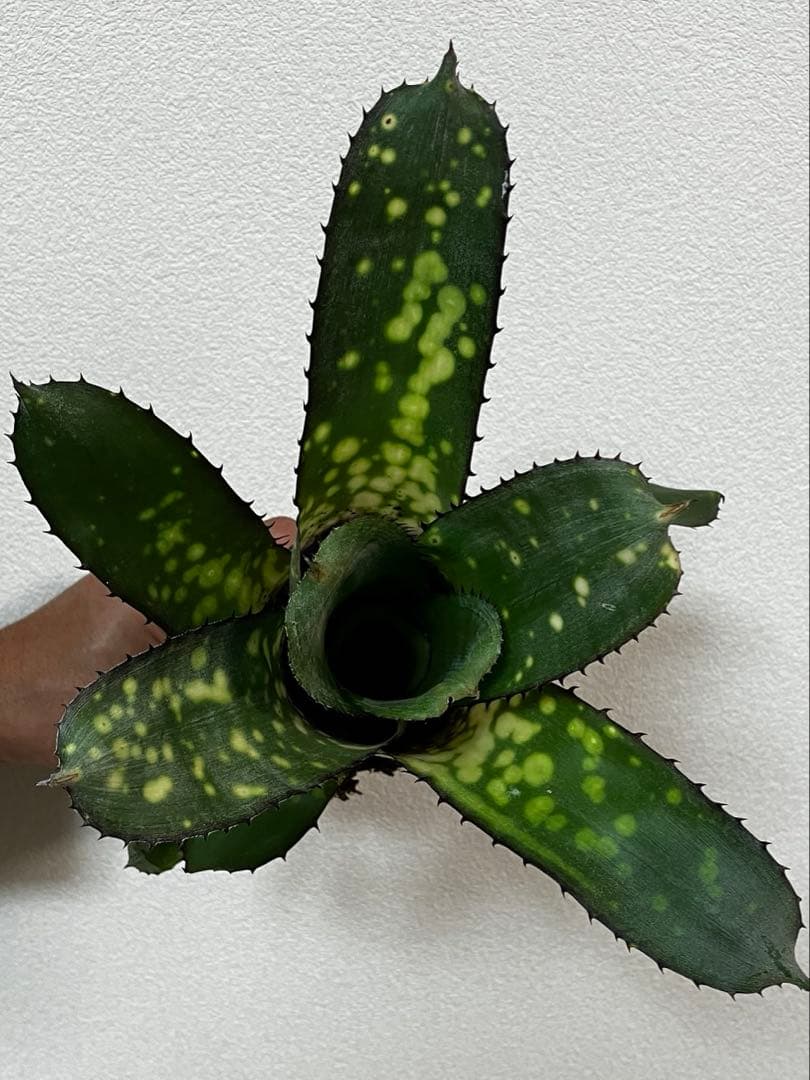 ビルベルギアアラカイ親株、子株のセット