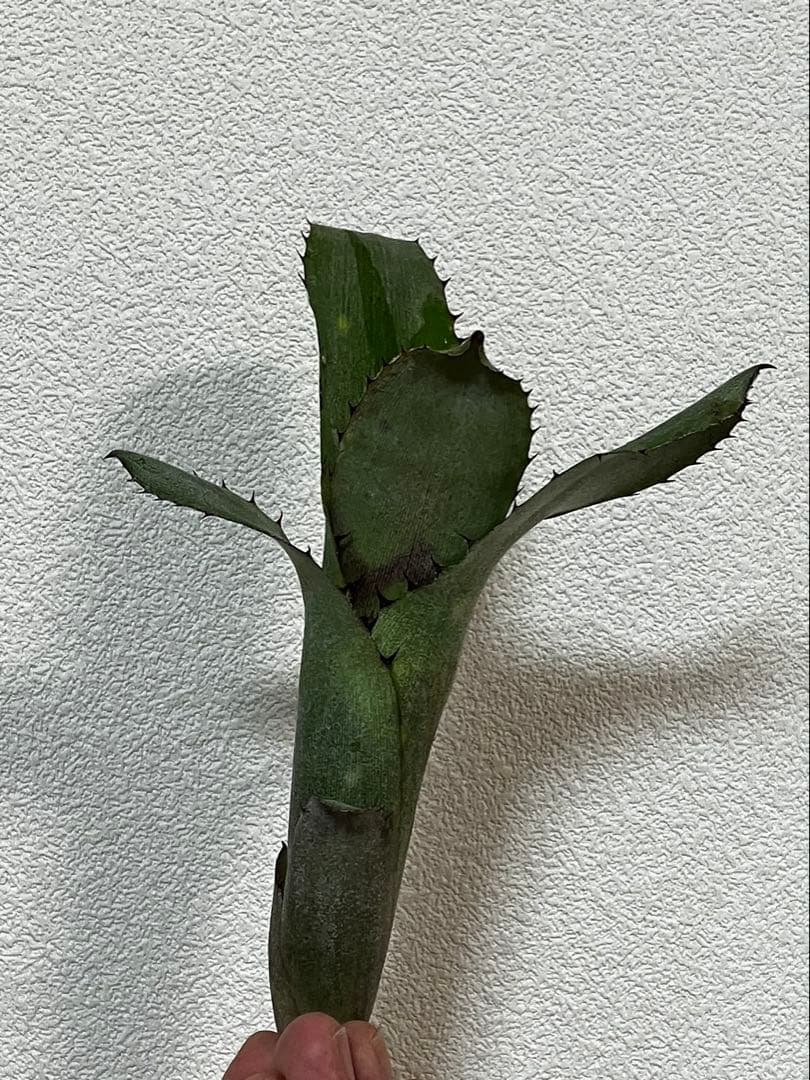 ビルベルギアアラカイ親株、子株のセット