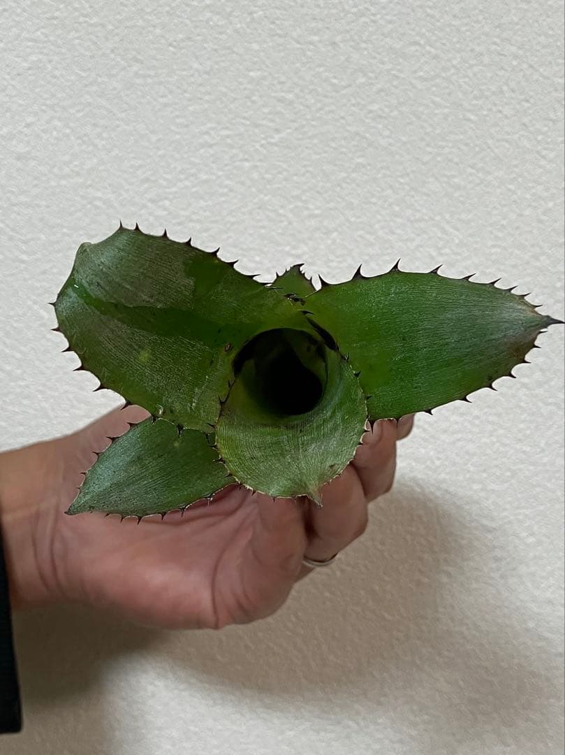 ビルベルギアアラカイ親株、子株のセット