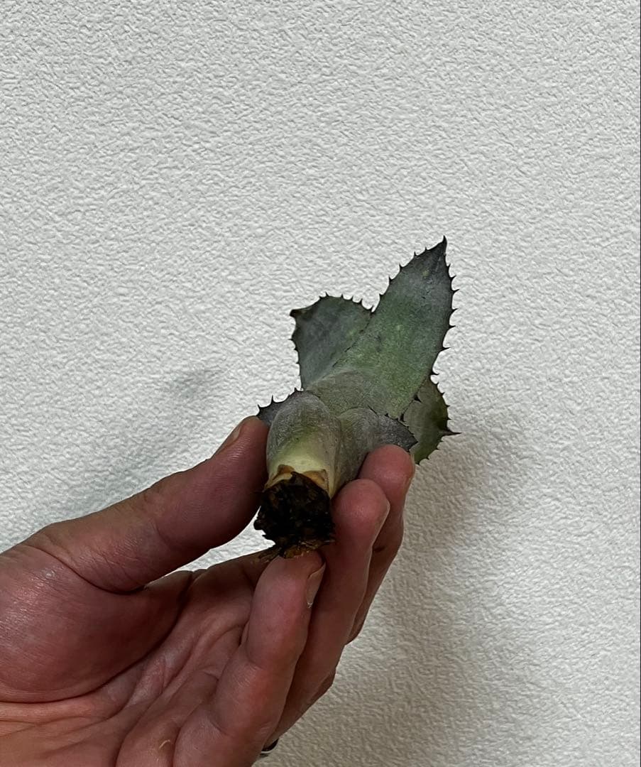 ビルベルギアアラカイ親株、子株のセット