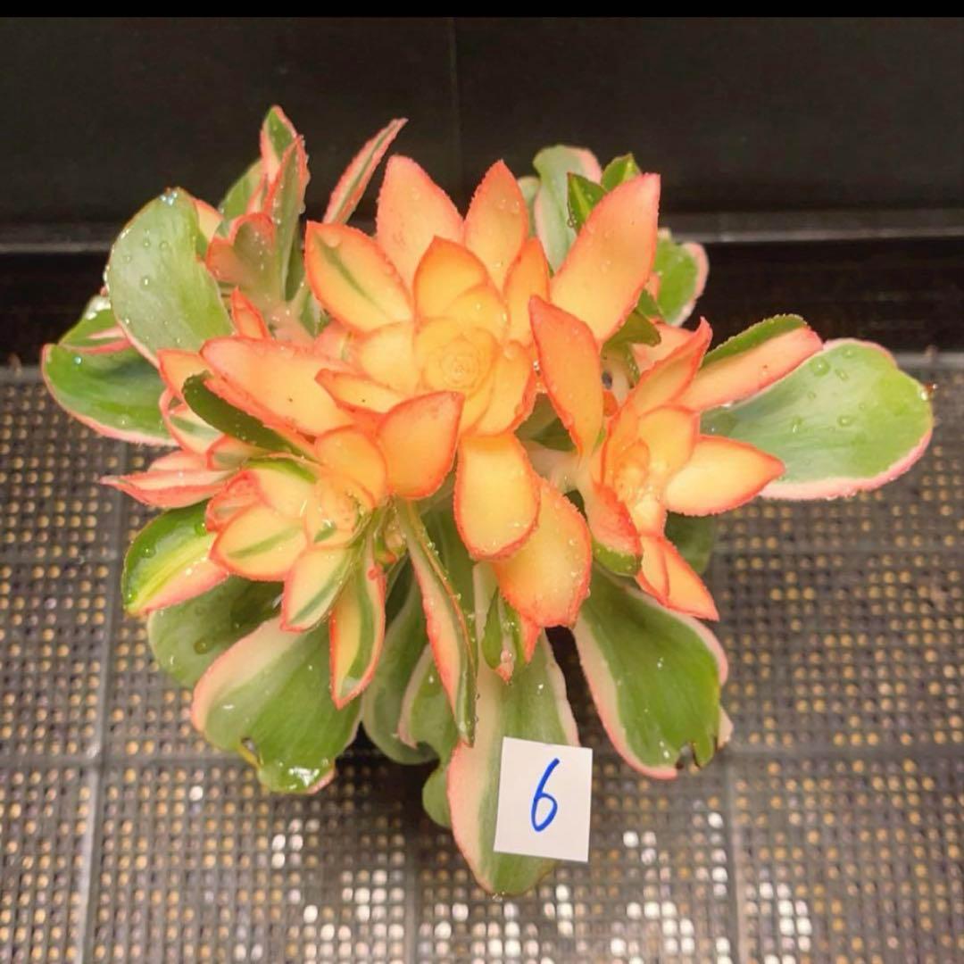 6#多肉植物アエオニウム錦❤️ 燕姿錦❤️7頭20cm拔き苗