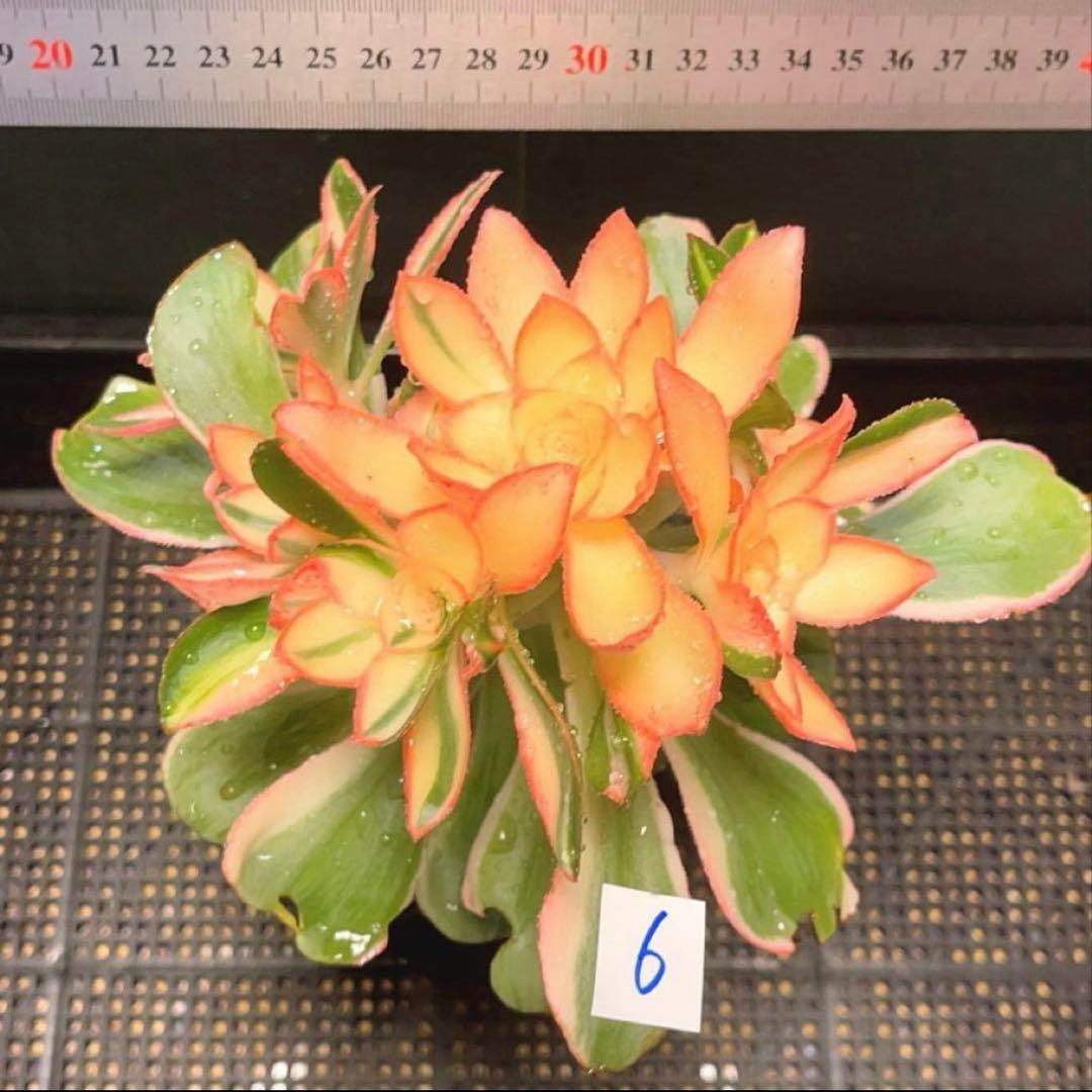 6#多肉植物アエオニウム錦❤️ 燕姿錦❤️7頭20cm拔き苗