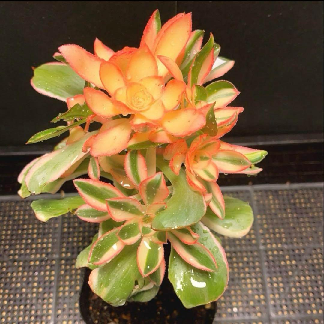 6#多肉植物アエオニウム錦❤️ 燕姿錦❤️7頭20cm拔き苗