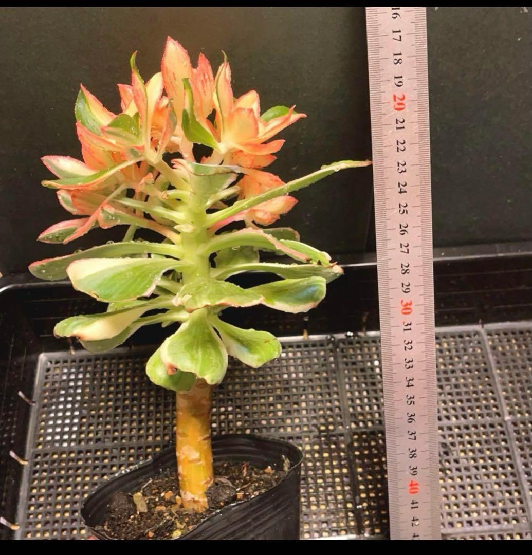 6#多肉植物アエオニウム錦❤️ 燕姿錦❤️7頭20cm拔き苗