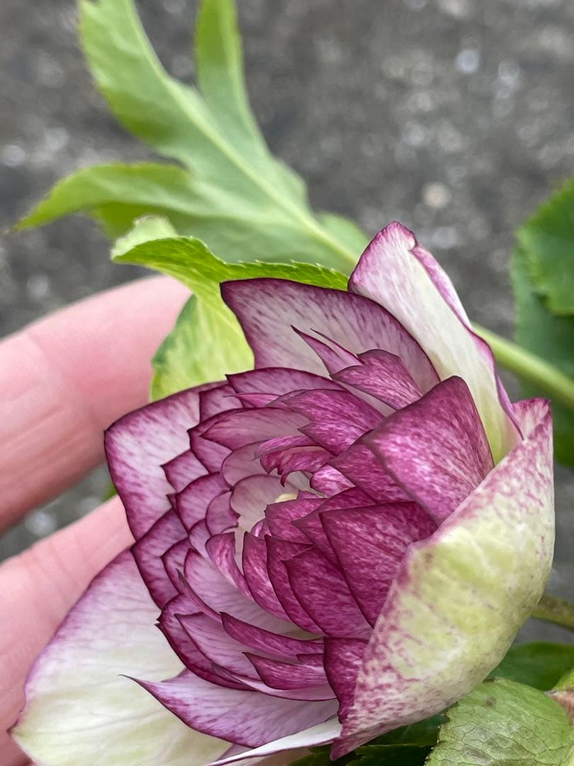 【野田園芸】ピンクグラデーションdd クリスマスローズ　苗