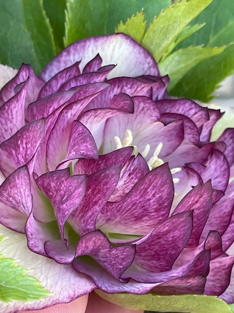 【野田園芸】2/5写真追加　dd クリスマスローズ　苗　No.①