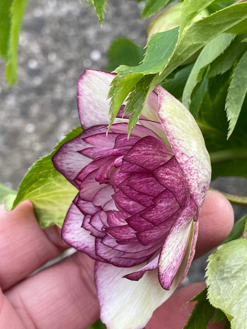 【野田園芸】2/5写真追加　dd クリスマスローズ　苗　No.①