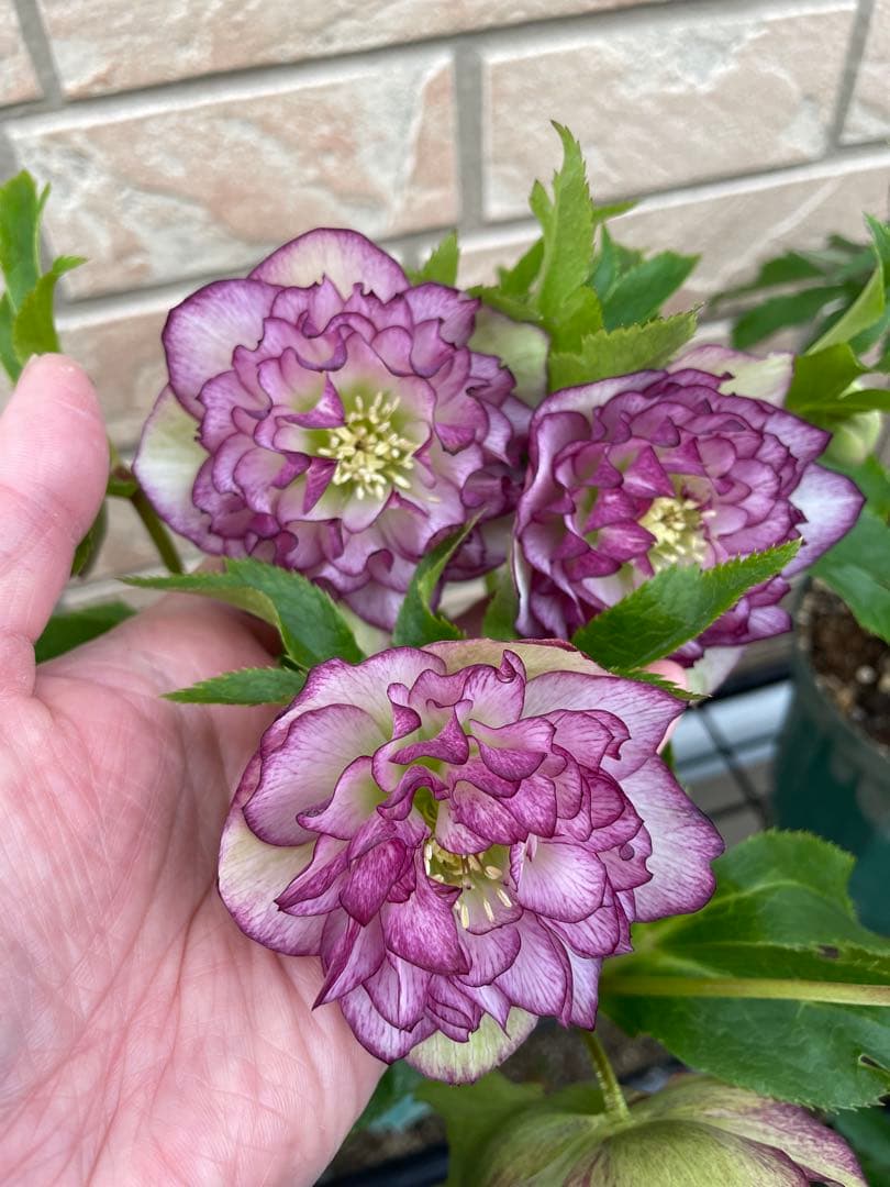 【野田園芸】2/5写真追加　dd クリスマスローズ　苗　No.①