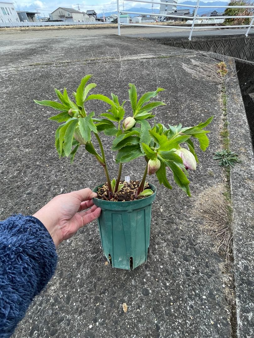 【野田園芸】2/5写真追加　dd クリスマスローズ　苗　No.①