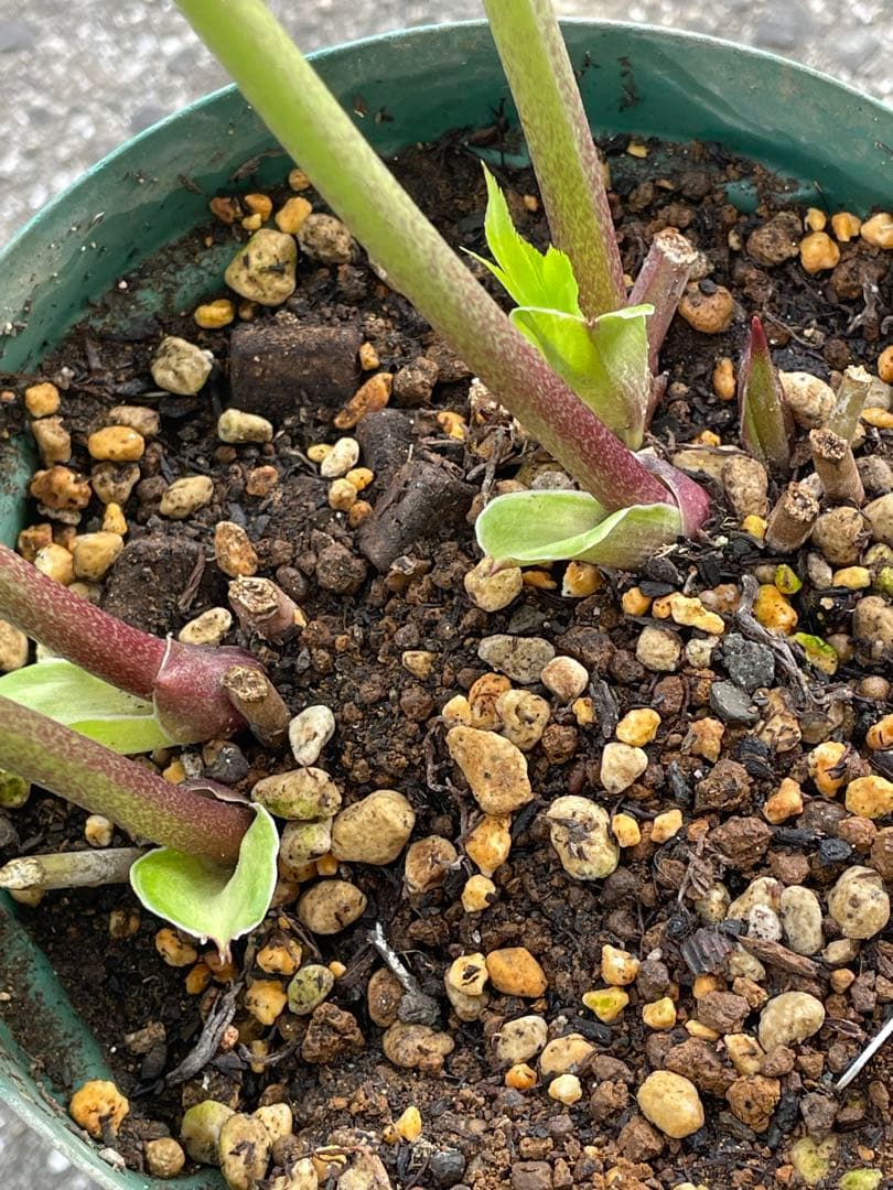 【野田園芸】2/5写真追加　dd クリスマスローズ　苗　No.①