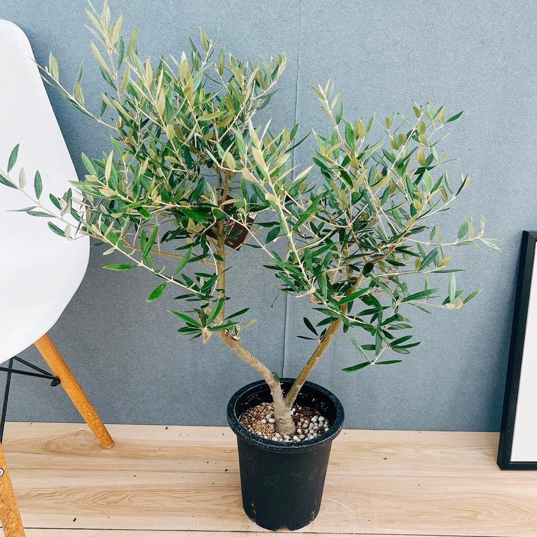 ［現品］37番　創樹　オリーブ　ピクアル　7号　大型　屋外　オリーブの木　人気