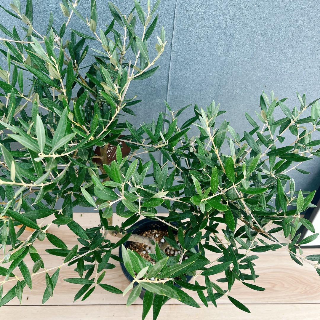 ［現品］37番　創樹　オリーブ　ピクアル　7号　大型　屋外　オリーブの木　人気