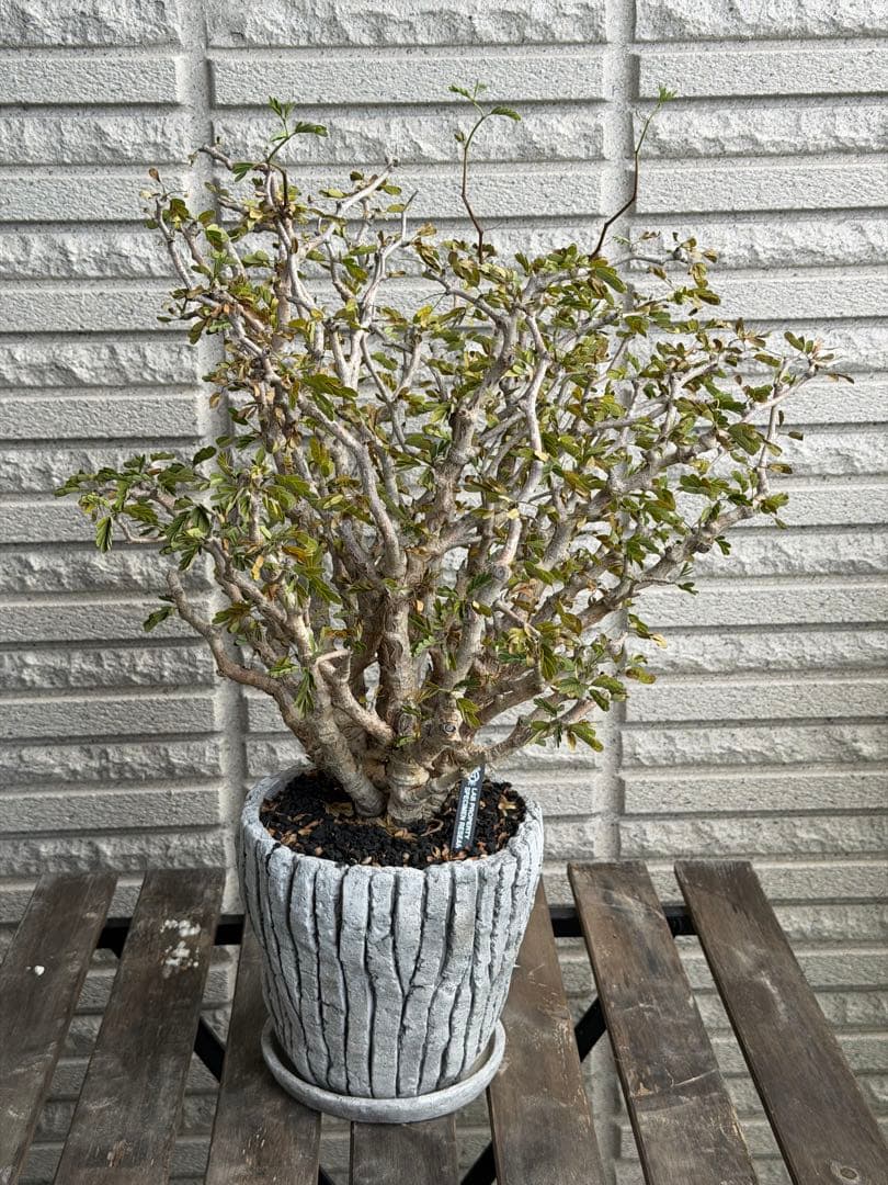 大きめセンナメリディオナリス