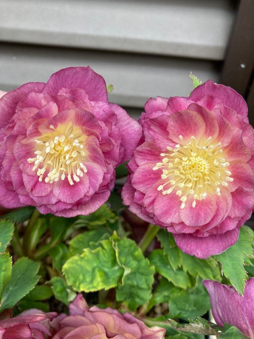 5  クリスマスローズ種