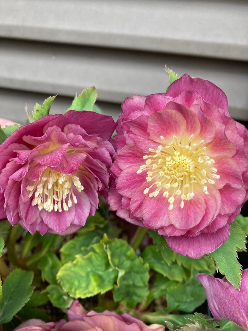 5  クリスマスローズ種