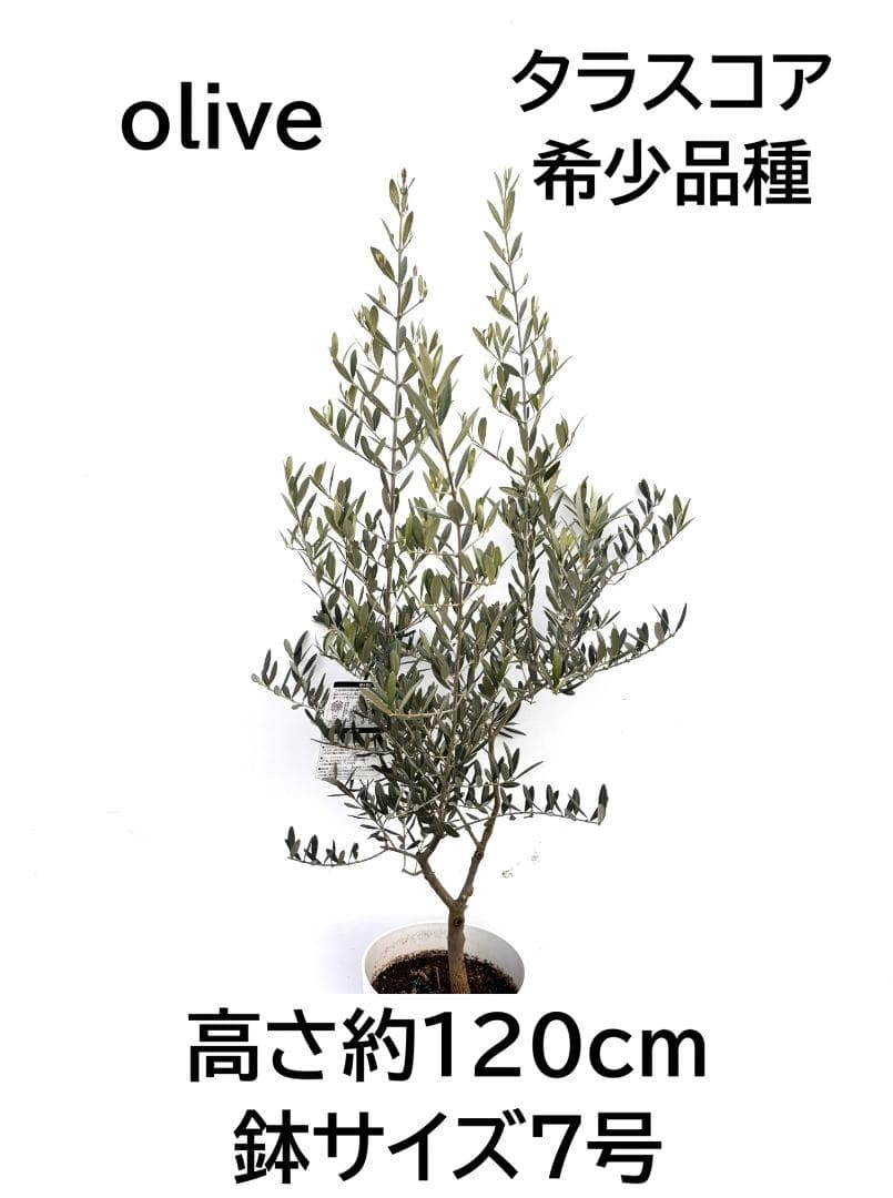 オリーブの木　タラスコア　7号　約120cm　K-300　希少品種　現品掲載