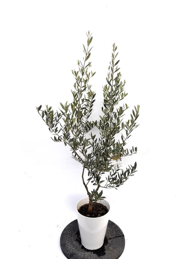 オリーブの木　タラスコア　7号　約120cm　K-300　希少品種　現品掲載