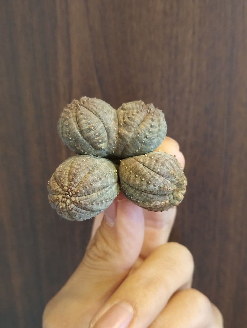 希少 ユーフォルビア オベサ 多頭 ダブルベッド