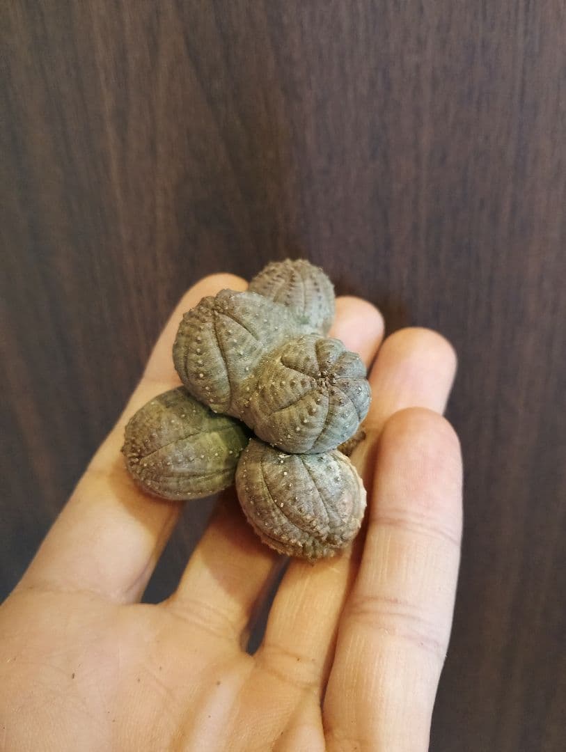 希少 ユーフォルビア オベサ 多頭 ダブルベッド