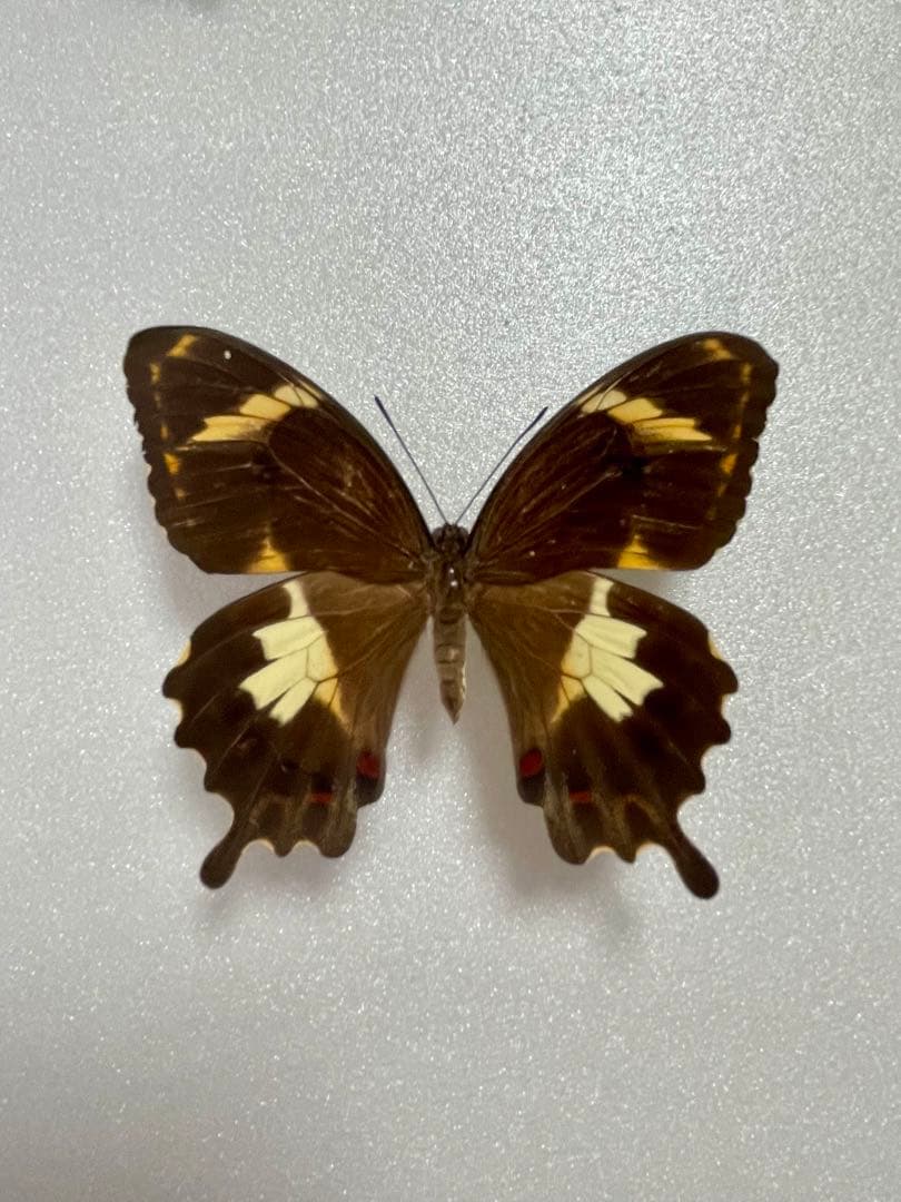 【1ペア】アミントールアゲハ（オーストラリア産）