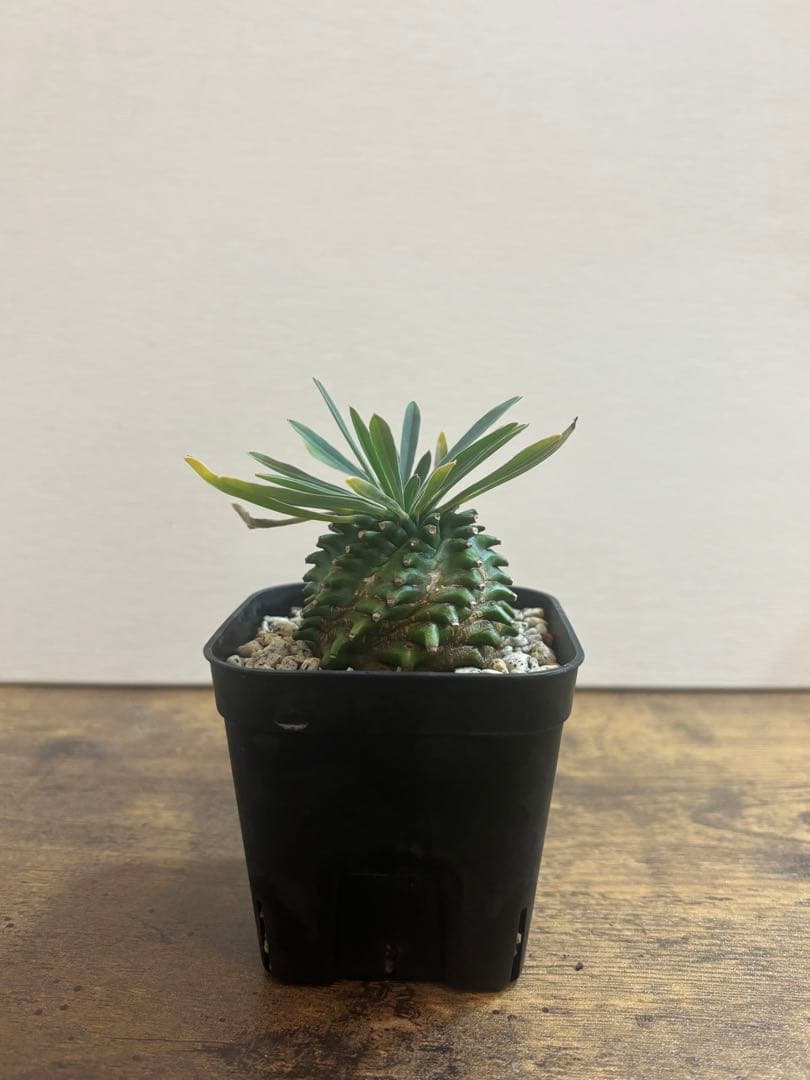 オベ鉄　オベサ鉄甲　ユーフォルビア