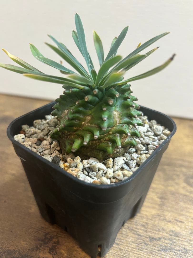 オベ鉄　オベサ鉄甲　ユーフォルビア