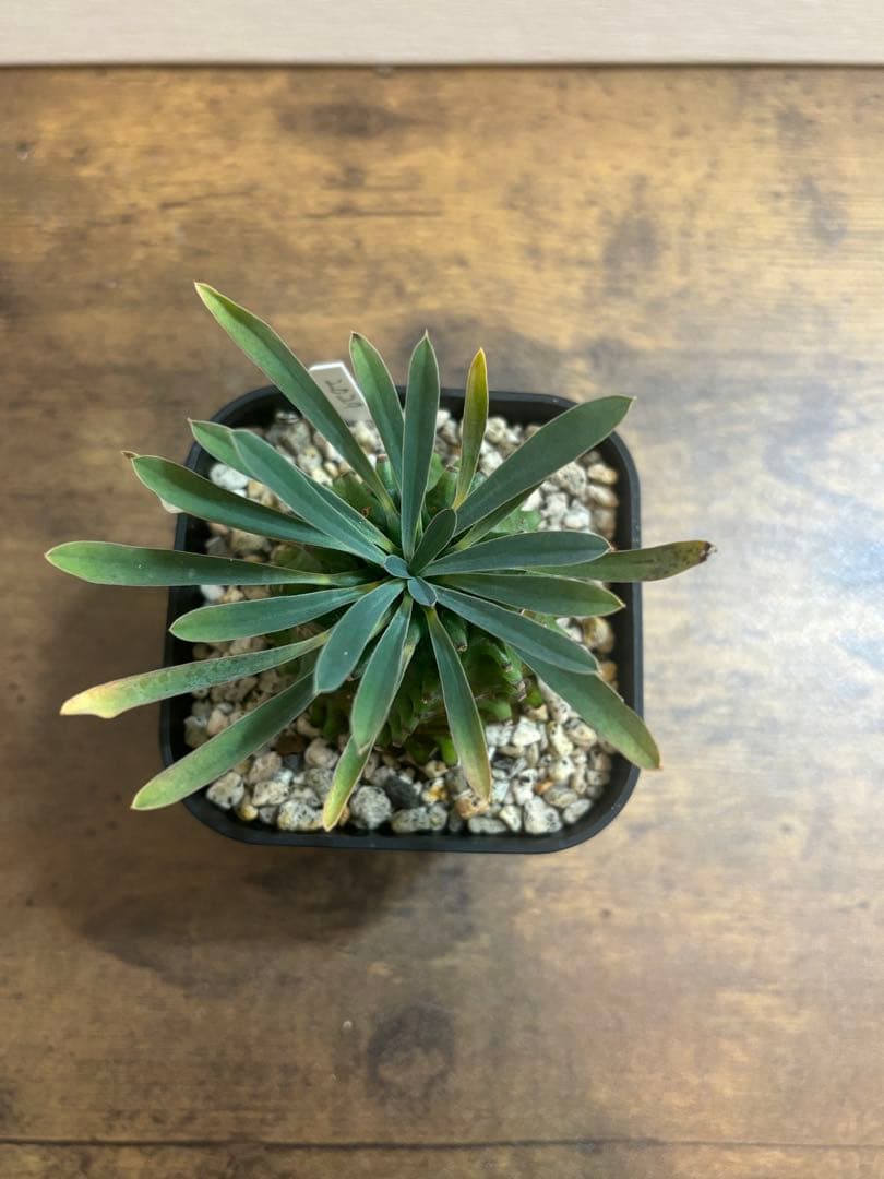 オベ鉄　オベサ鉄甲　ユーフォルビア