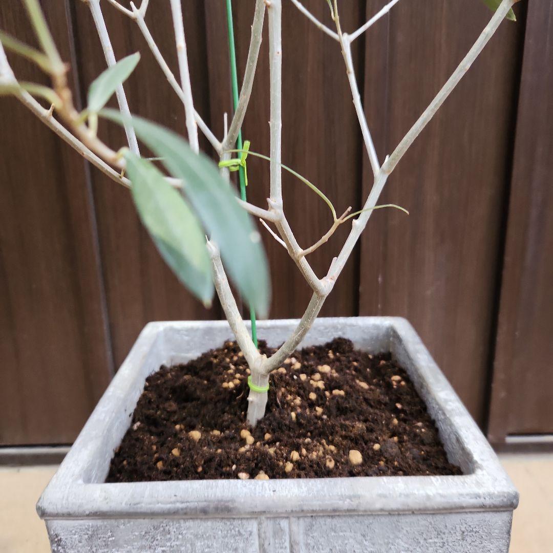 オリーブの木　エルグレコ　スクエア型石膏鉢植え　苗　シンボルツリー
