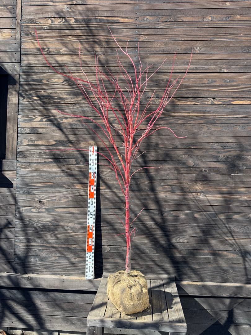 モミジ/サンゴカク（珊瑚閣 ）【現品発送】管理80040