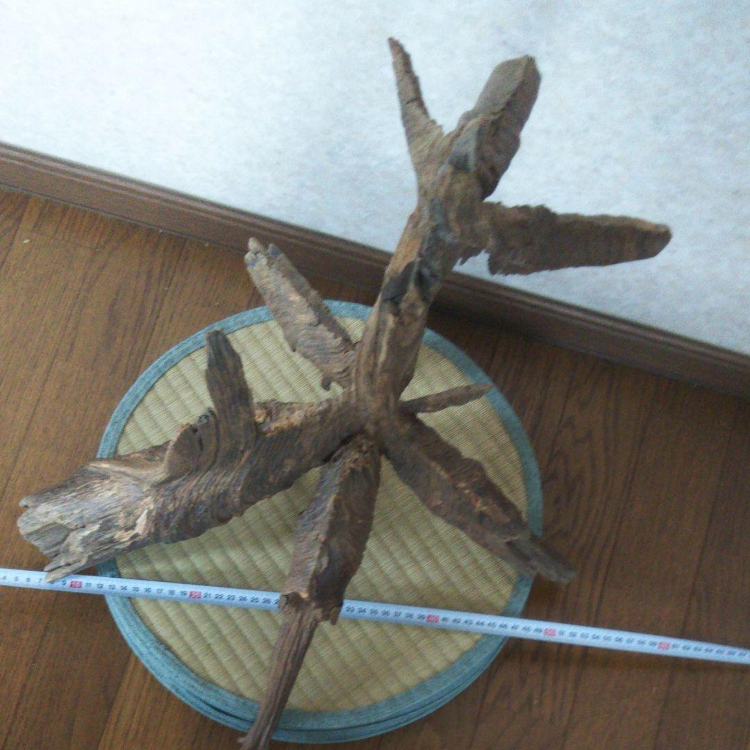 希少肥松オブジェ