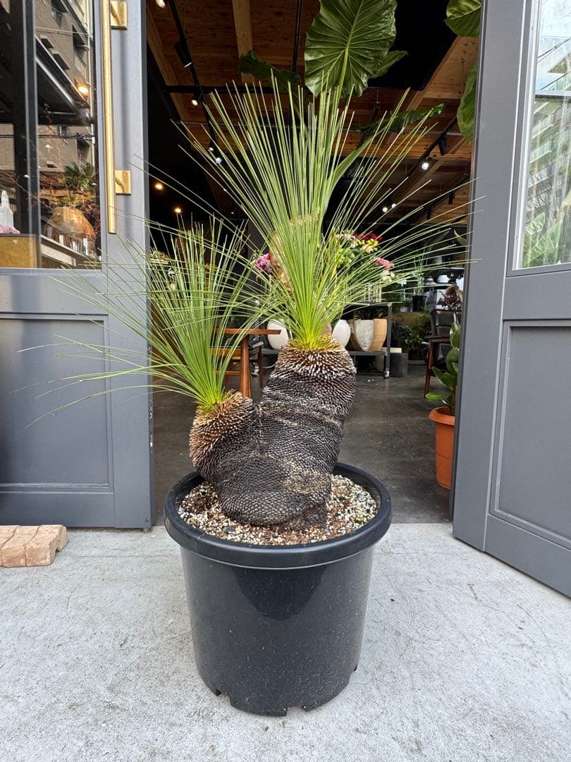 分頭　クサントロエア　ジョンソニー　ブラックボーイ