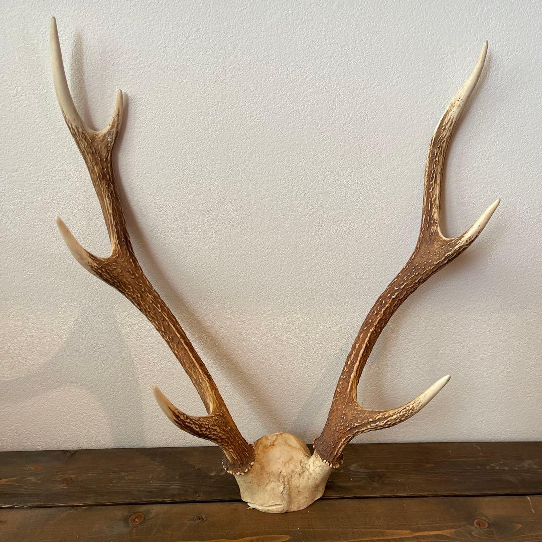 鹿の角　頭蓋骨付き